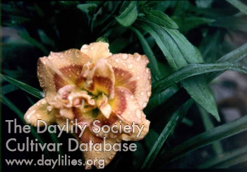 Daylily Memorial to Mary Ann
